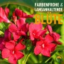 Nahaufnahme: Roter Oleander (Nerium oleander) mit üppigen Blüten und grünen Blättern.