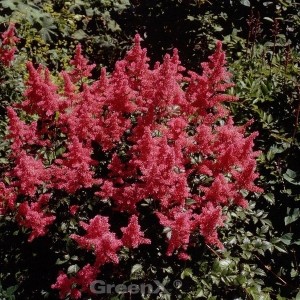 Prachtspiere 'Augustleuchten': Strauch mit tiefroten Blüten im Garten.