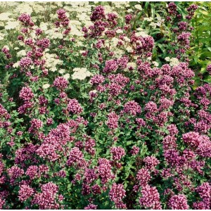 Blühender Origanum Laevigatum Herrenhausen Dost im 9x9 cm Topf, purpurrote Blüten.