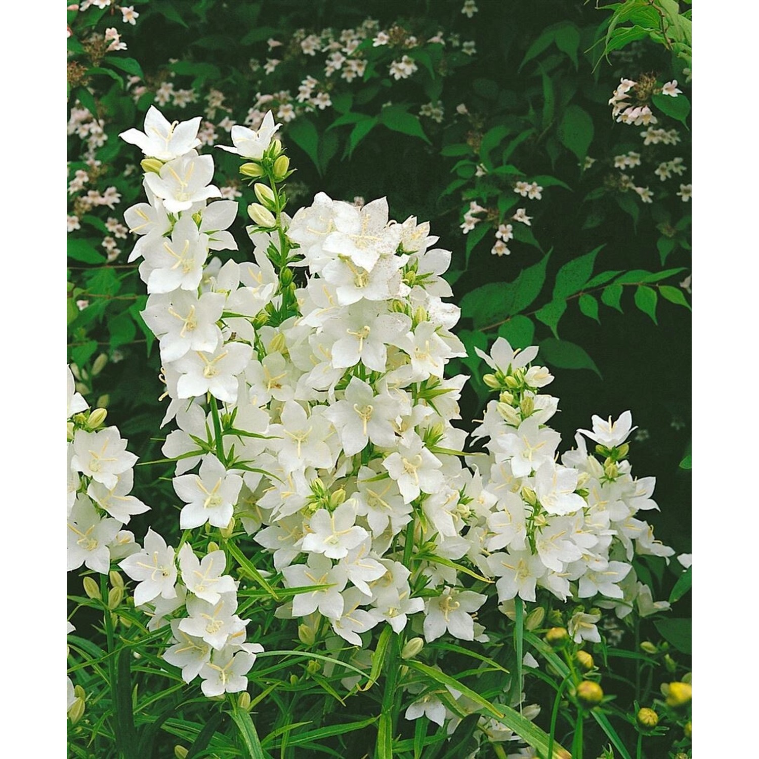 Campanula Pyramidalis Alba Pyramiden Glockenblume Ca. 9x9 cm Topf günstig online kaufen