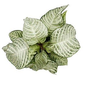 Exotenherz Aphelandra Squarrosa White Wash im 12cm Topf, Detailaufnahme der Blätter.