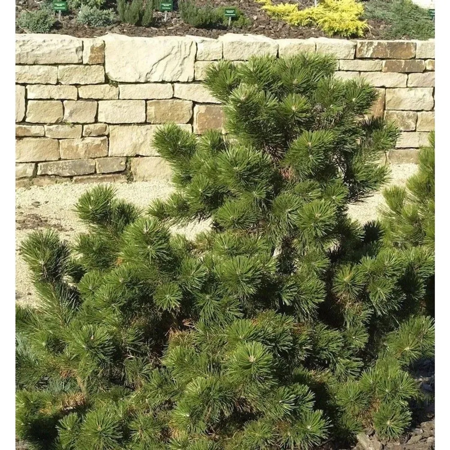 Strauchkiefer Gnom 70-80cm - Pinus mugo