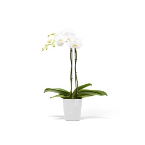 Ecopots Pflanztopf Morinda, weiße Orchidee im Topf, 14,2x16cm, für Innen- und Außenbereich.