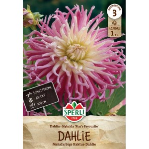 Sperli Dahlie 'Stars Favourite': Mehrfarbige Kaktusdahlie mit rosa-weißen Blüten.