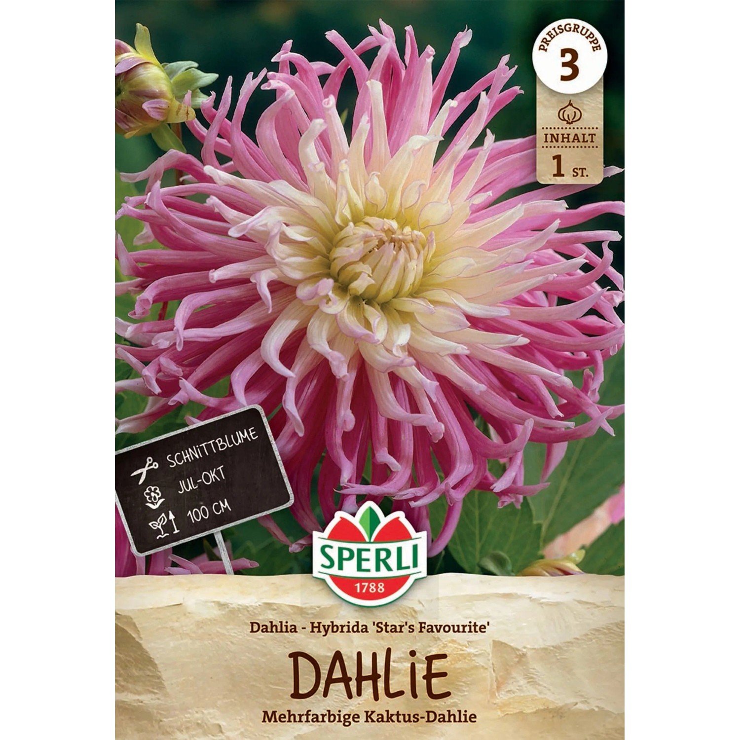 Sperli Dahlie Stars Favourite kaufen bei OBI