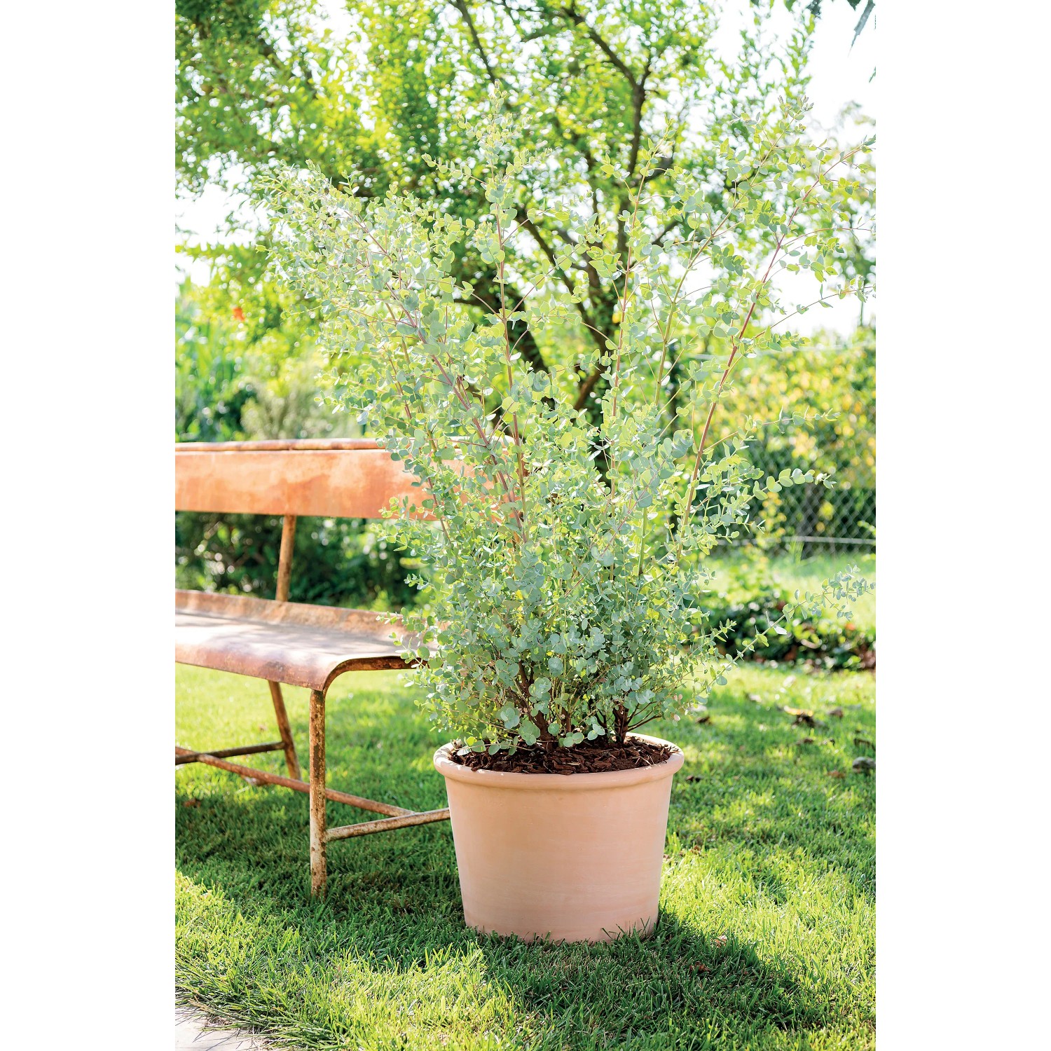 Weißer Deroma Pflanztopf Zylinder Bordato 38 cm aus Terrakotta im Garten.