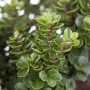 Detailaufnahme der Ilex Crenata Rotundifolia, einer japanischen Stechpalme mit dichten, grünen Blättern.