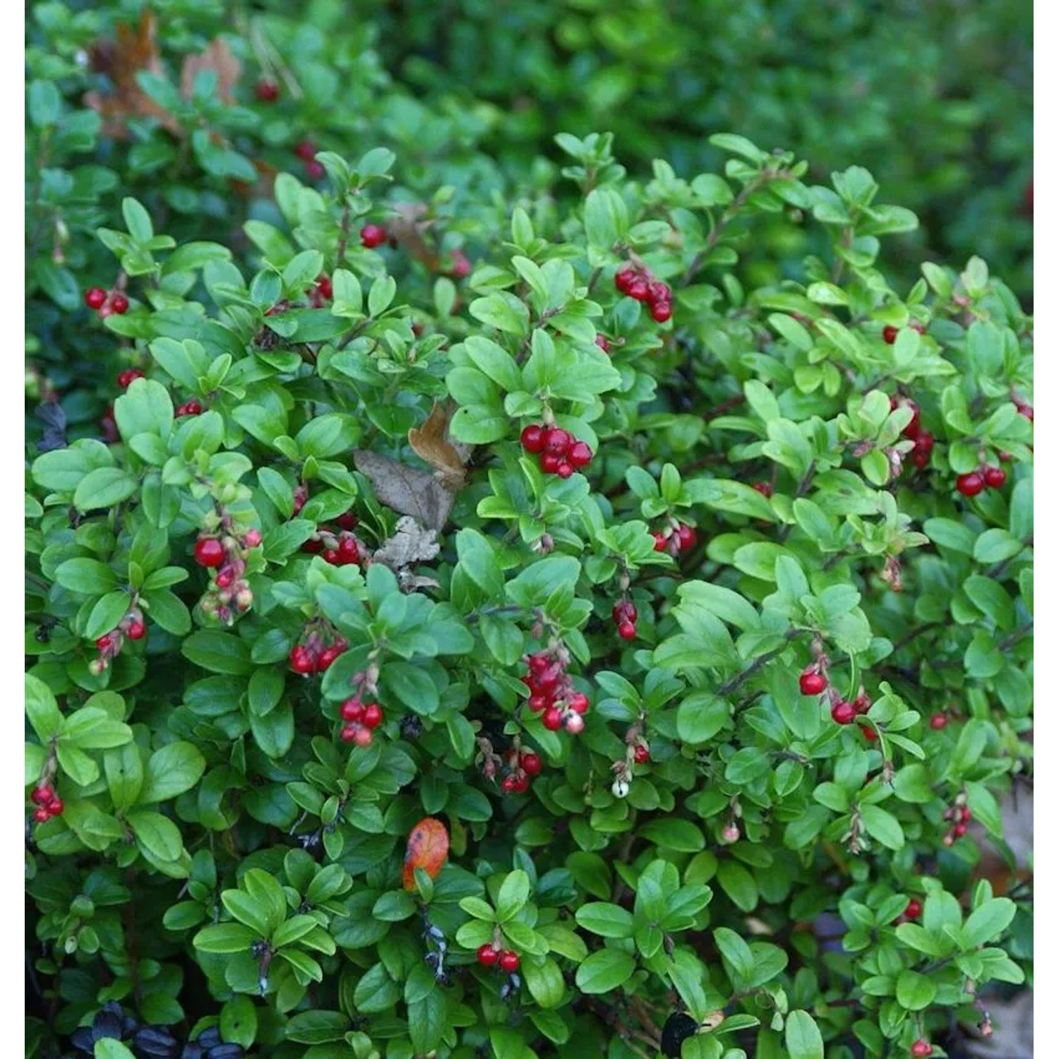 Preiselbeere Fire Balls 20-25cm - Vaccinium vitis idaea