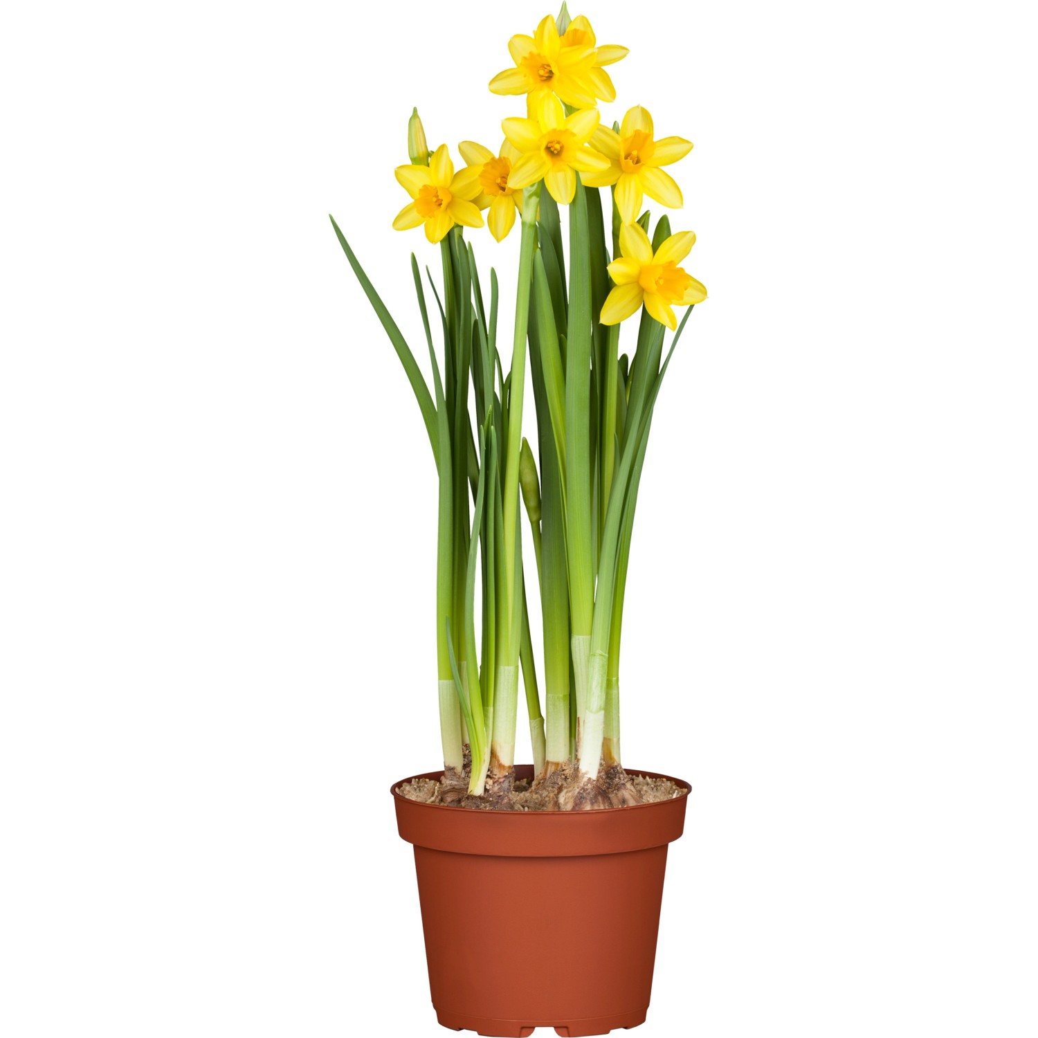 GROW by OBI Narzisse Tete a Tete Topf-Ø ca. 12 cm Narcissus cyclamine