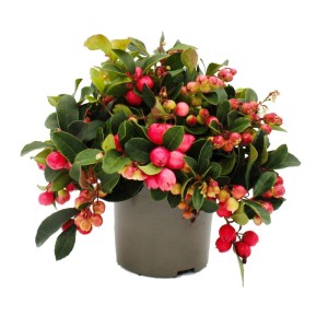 Set mit 6 Exotenherz Teppichbeeren (Gaultheria procumbens) im Topf mit roten Beeren und grünen Blättern.