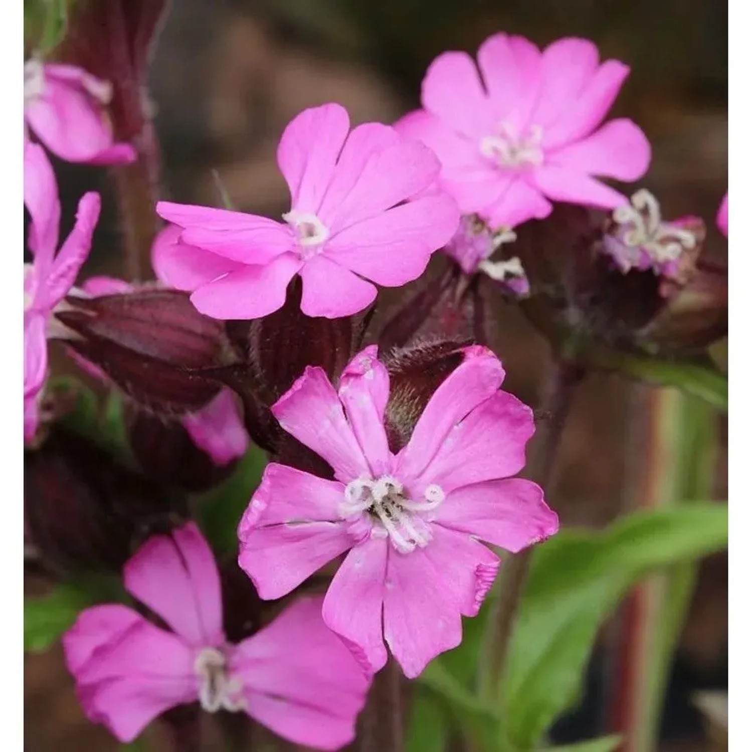 Taubenkropf Leimkraut - Silene vulgaris