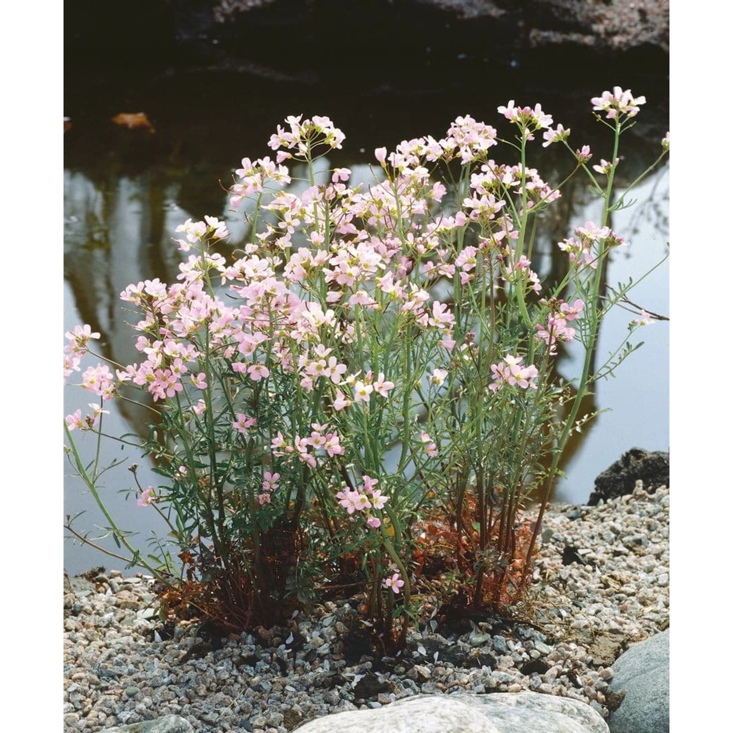 Cardamine Trifolia Dreiblättriges Schaumkraut Ca. 9x9 cm Topf günstig online kaufen