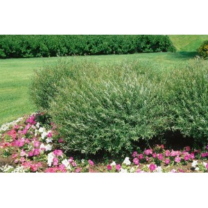 Kompakte Purpur-Weide 'Nana' (40–60 cm) im Gartenbeet mit rosa Blüten, Strauch.