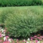 Kompakte Purpur-Weide 'Nana' (40–60 cm) im Gartenbeet mit rosa Blüten, Strauch.
