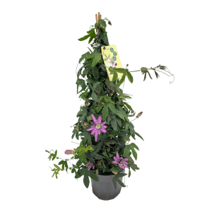 Blühende Passionsblume im Topf, ca. 70 cm hoch, mit lila Blüten. Kübelpflanze für sonnige Standorte.