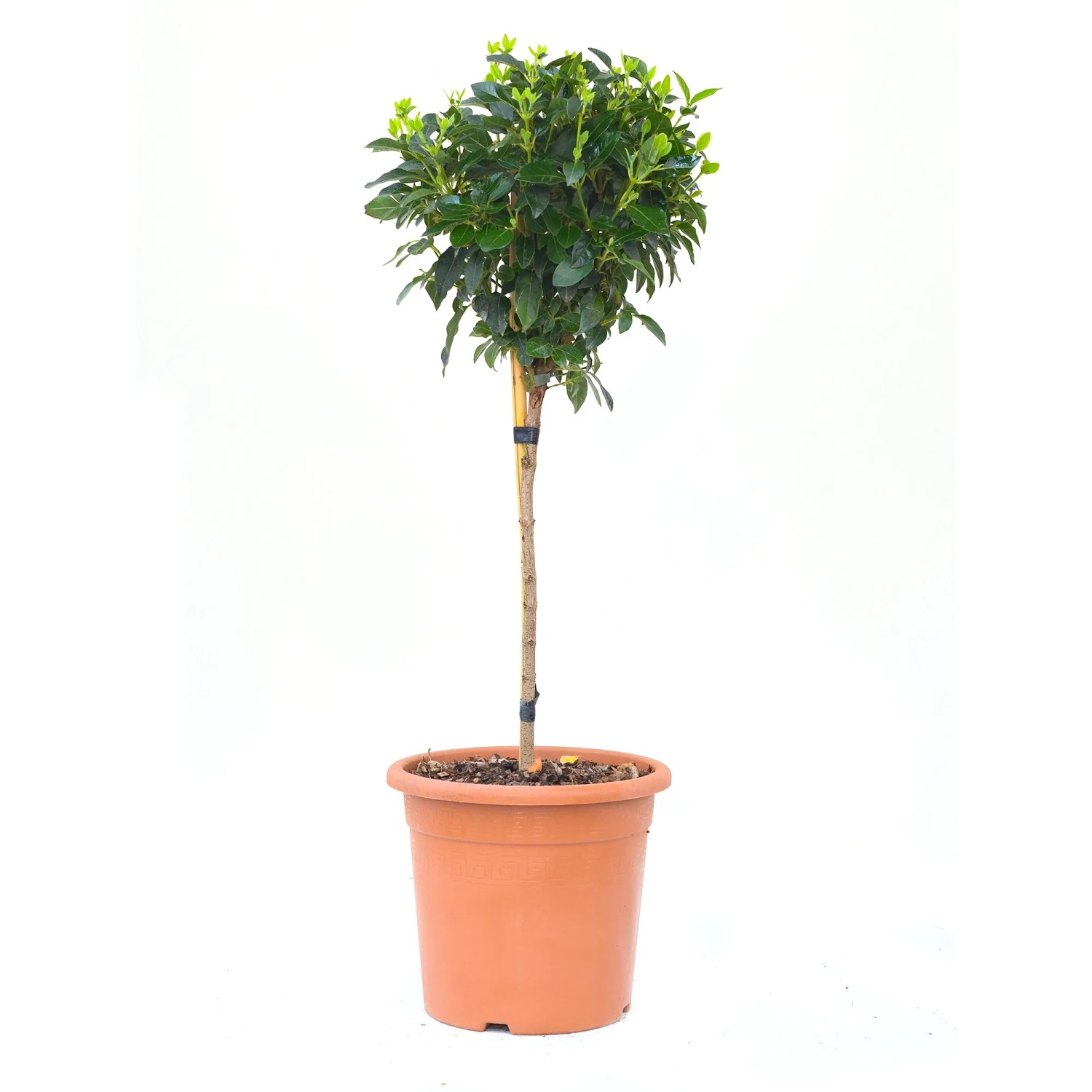 GROW by OBI Lorbeer-Schneeball Ministamm Höhe ca. 60 cm Viburnum tinus Eve Price