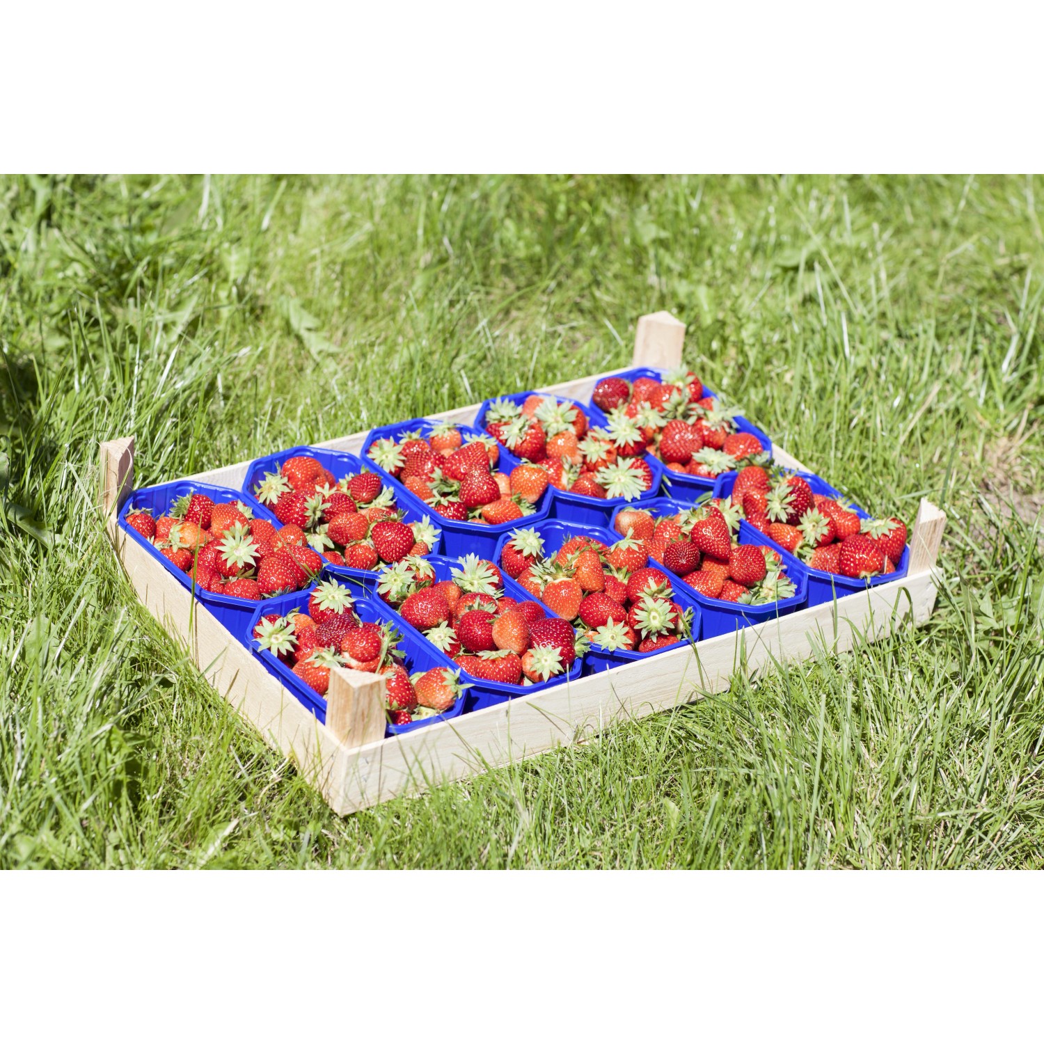 Tray mit 10 Erdbeerpflanzen Senga Sengana auf einer Wiese.