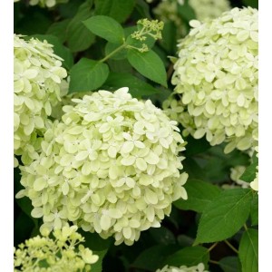 Rispenhortensie Little Fresco 30-40cm - Hydrangea paniculata