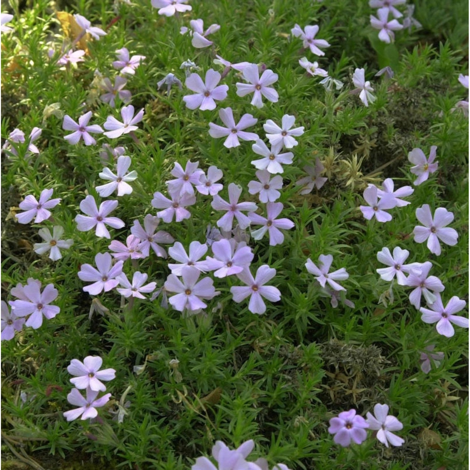 Teppich Flammenblume Rose Queen - Phlox douglasii günstig online kaufen