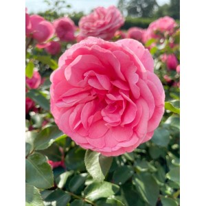 Nahaufnahme einer rosa Beetrose Leonardo da Vinci mit üppigen Blütenblättern.