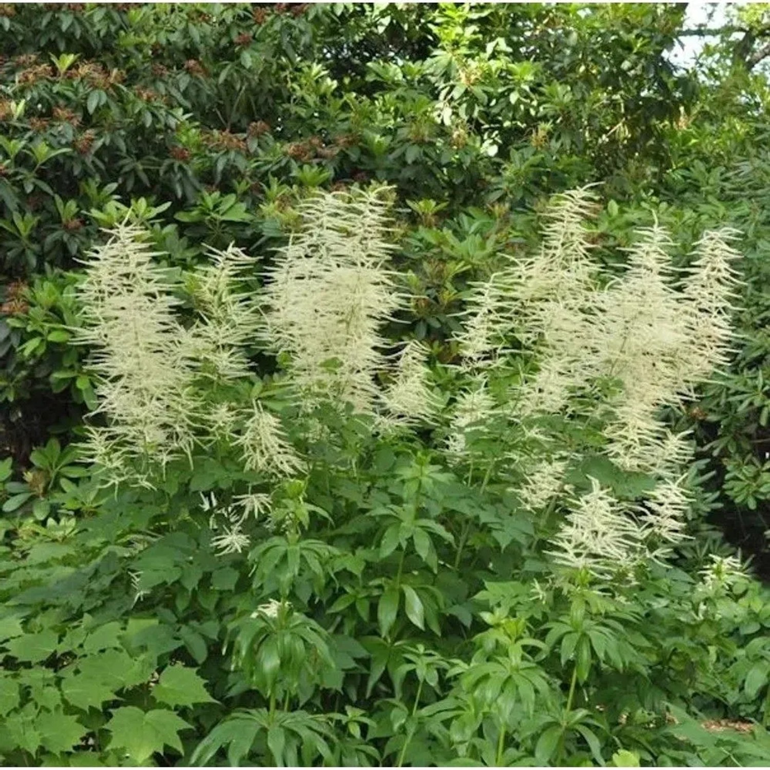 Waldgeißbart - Aruncus dioicus