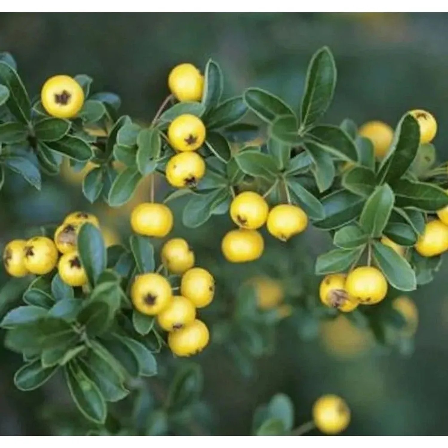 Feuerdorn Soleil d Ór 60-80cm - Pyracantha