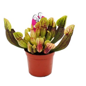 Schlauchpflanze Sarracenia purpurea Hybr. im 9cm Topf, eine fleischfressende Pflanze mit grün-roten Schläuchen.