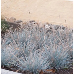 Foto von Blauschwingel 'Uchte' (Festuca cinerea) im Garten, eine dekorative Staude mit bläulichen Blättern.