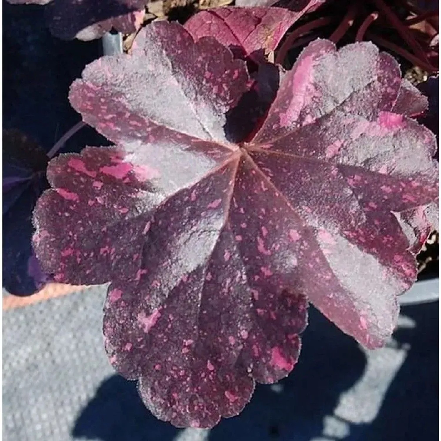 Purpurglöckchen Midnight Rose - Heuchera micrantha