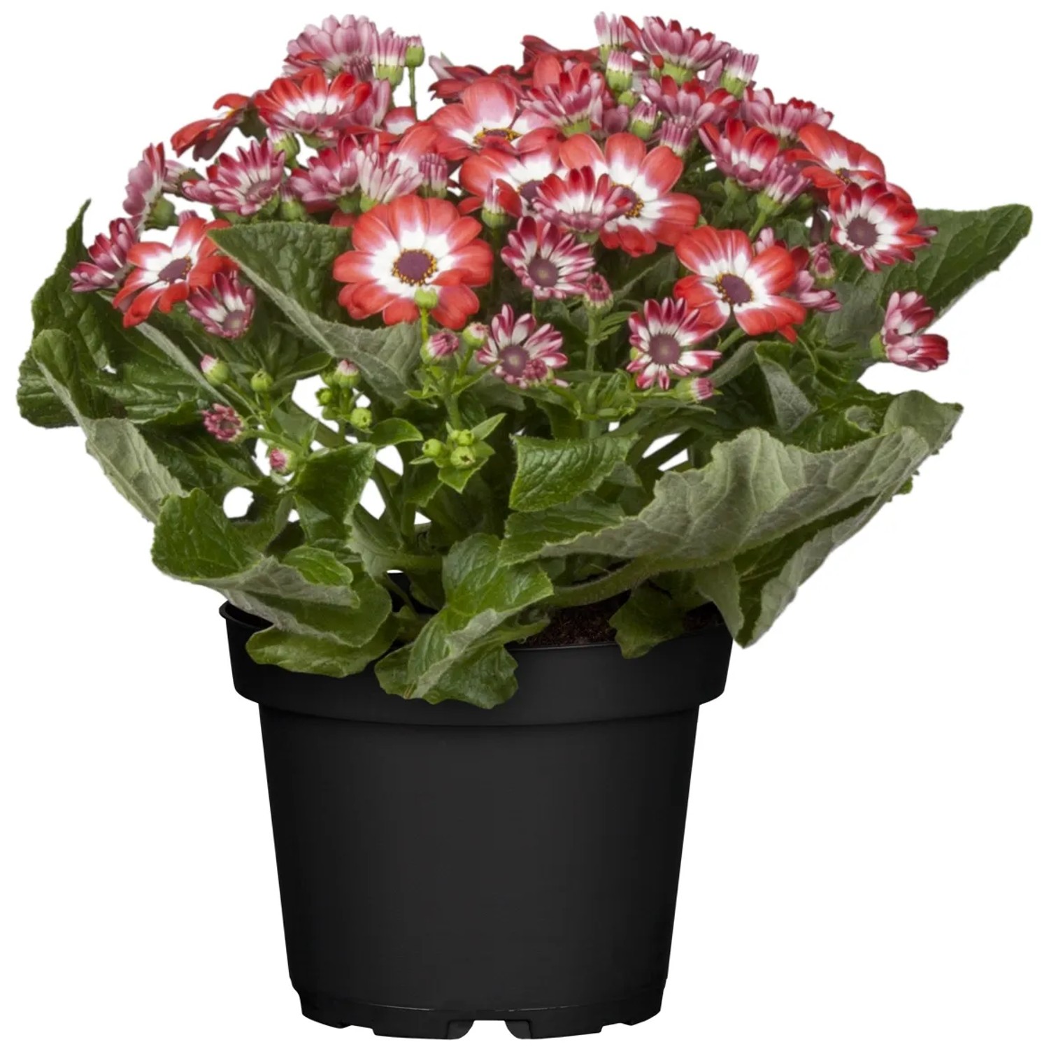 Aschenblume im Topf, Farbenauswahl, Topf-Ø ca. 12 cm, Pericallis cruentus.