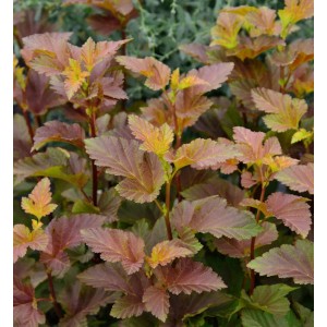 Hochstamm Blasenspiere 'Amber Jubilee' mit orange-rotem Laub, ca. 80-100cm hoch.