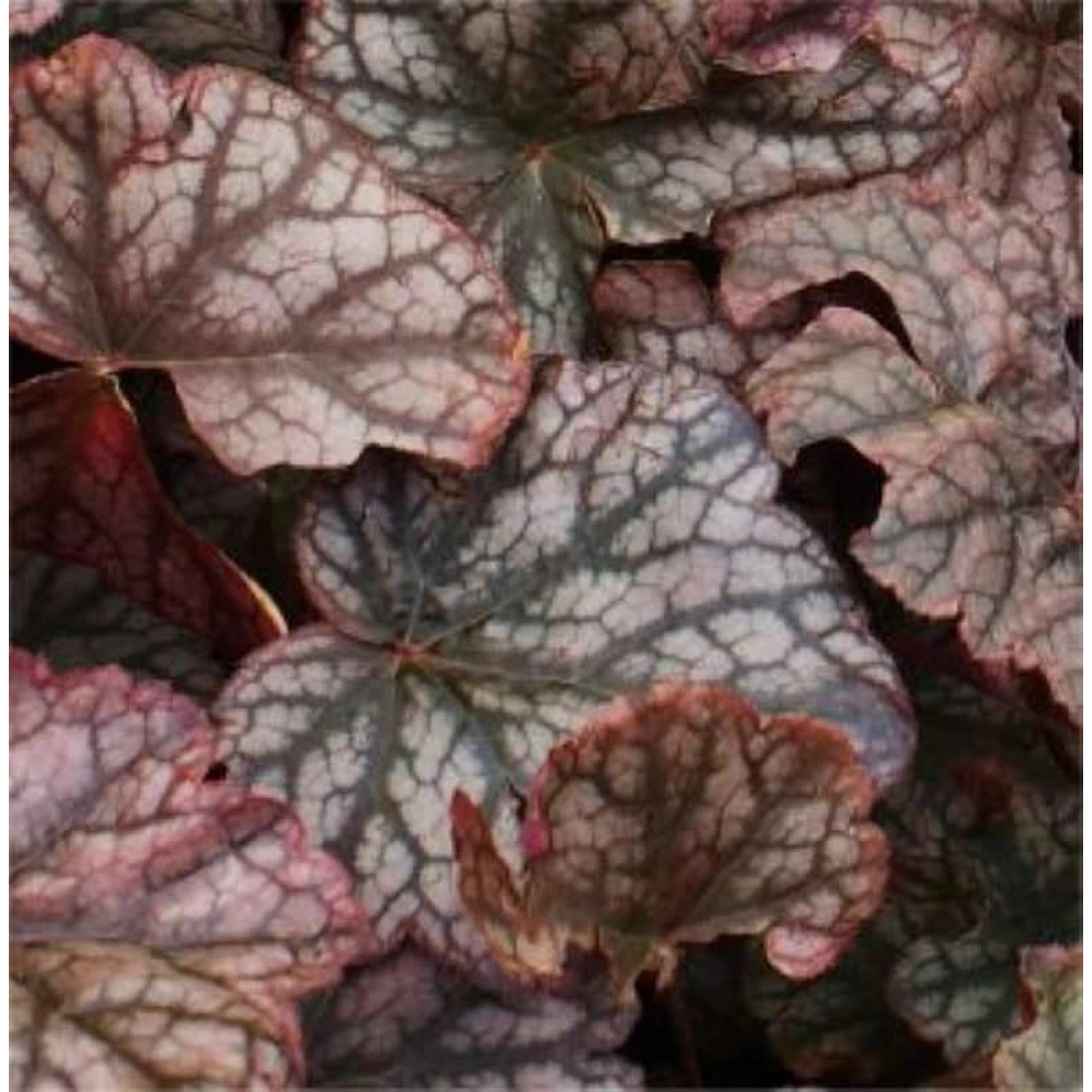 Silberglöckchen Pewter Moon - Heuchera cultorum günstig online kaufen