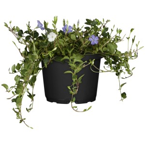 Kleinblättriges Immergrün Trio im Topf mit blauen und weißen Blüten.