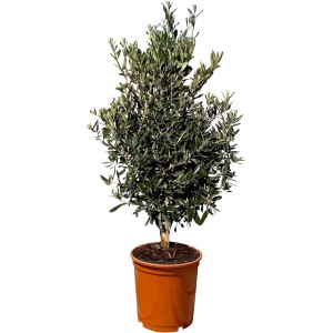 Olivenbaum 'Sunny-Tree' (Höhe 100-120cm) im Topf, immergrün und winterhart bis -18°C.