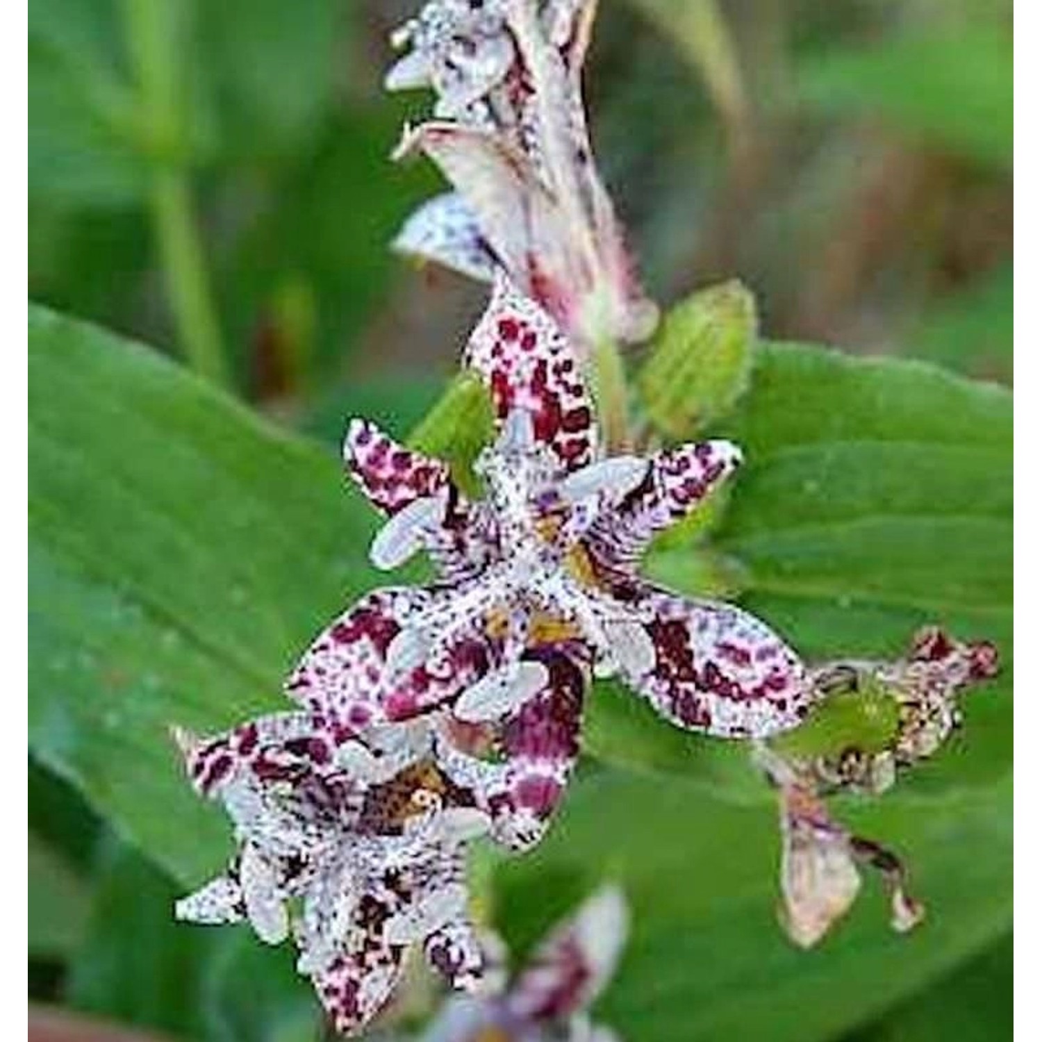 Krötenlilie Sinonome - Tricyrtis hirta günstig online kaufen