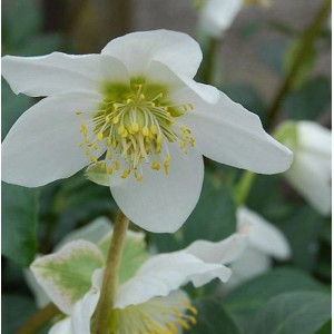 Nahaufnahme einer weißen Christrose (Helleborus niger Praecox) mit gelben Staubgefäßen.