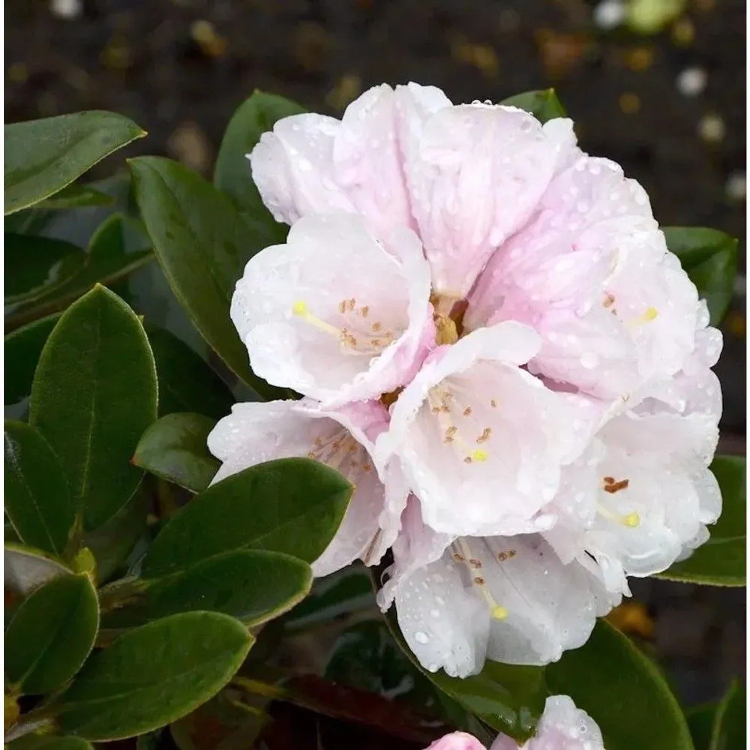 Rhododendron Silbervelours 25-30cm - Rhododendron pachysanthum