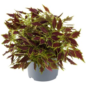 Buntnessel (Coleus) im Topf, mehrfarbige Blätter, Stehpflanze für Balkon und Garten.