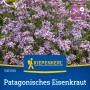 Kiepenkerl Patagonisches Eisenkraut mit violetten Blüten auf der Verpackung.