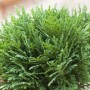 Grüne Thuja 'Danica' (50-60 cm) als Heckenpflanze mit kompakter, runder Form.