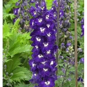 Blühender, hoher Rittersporn Elmfreude (Delphinium elatum) mit violetten Blüten und weißen Akzenten.