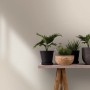 Beige Marburg Vliestapete GZSZ Textiloptik Uni im Wohnraum mit Pflanzen dekoriert.