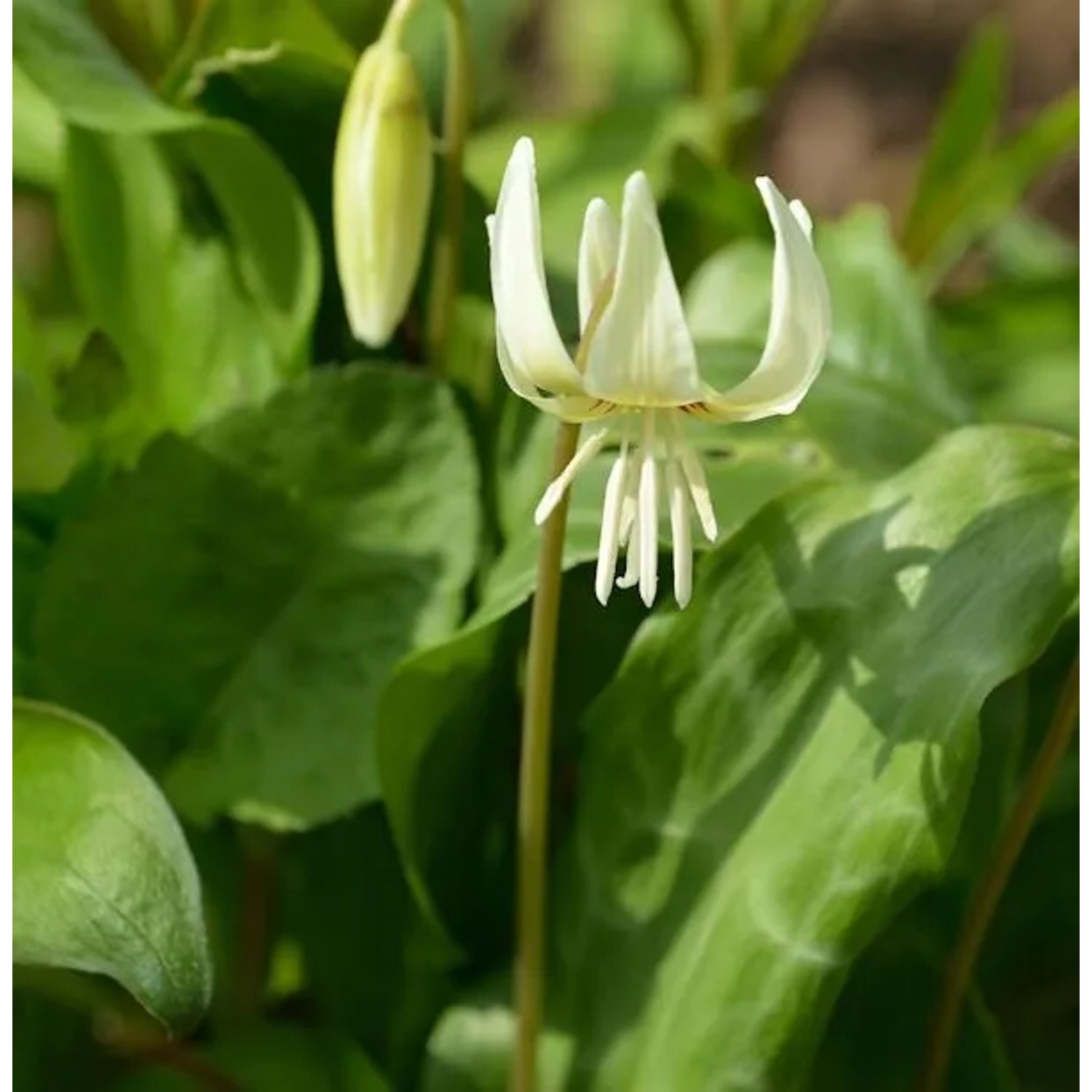 Stern Hundszahn White Beauty - Erythronium tuolumnense
