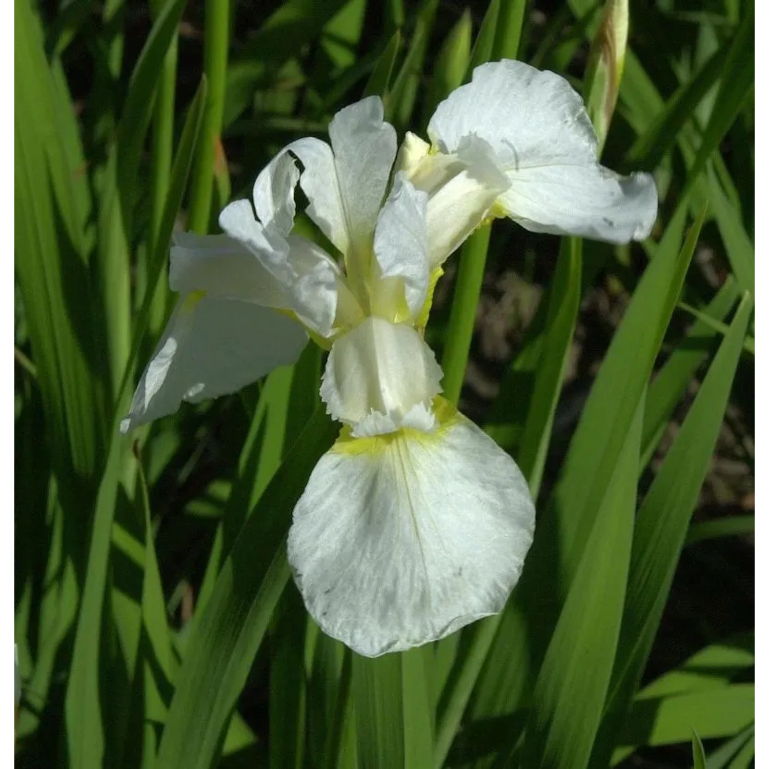 Sibirische Schwertlilie Snow Queen - Iris sibirica