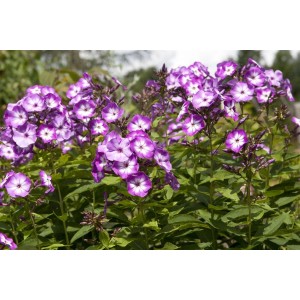 Violett-weißer Phlox 'Wilhelm Kesselring' im Topf, eine blühende Staude für sonnige Standorte.