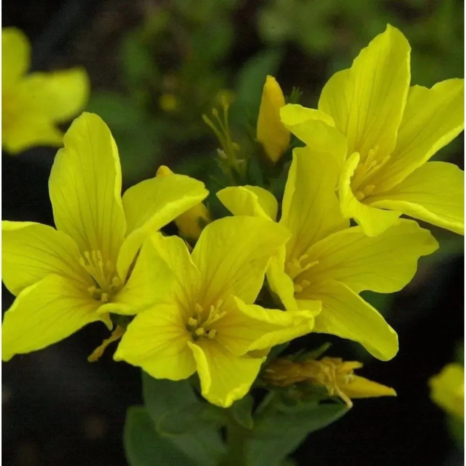 Goldflachs - Linum flavum