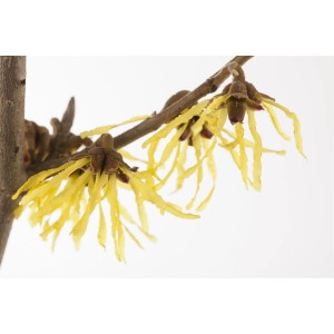 Nahaufnahme der gelben Blüten der Chinesischen Zaubernuss Hamamelis Mollis Pallida.