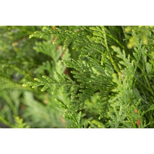 Detailaufnahme der Thuja plicata 'Atrovirens', einer immergrünen Heckenpflanze mit dichten, dunkelgrünen Blättern.