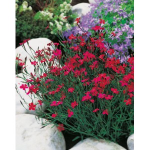 Garten-Heidenelke Leuchtfunk Rot im Topf, eine farbenfrohe Staude für sonnige Standorte.