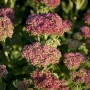 Detailaufnahme von rosafarbenen Fetthennen-Blüten im Spezialset Arbeitsloser Vorgarten.